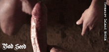 BAD SEED
