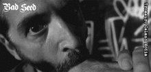 BAD SEED