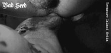 BAD SEED